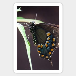 Black Swallowtail Sticker